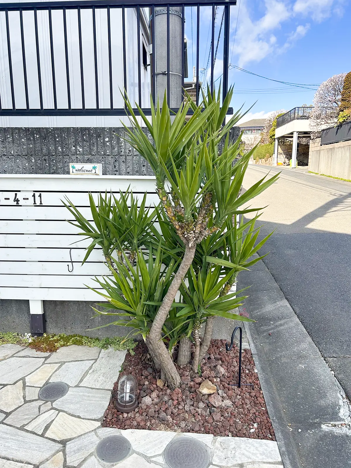 オフィスや店舗まわりの植栽事例