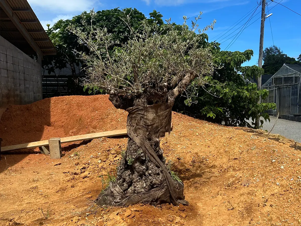 ドライガーデン風の植栽