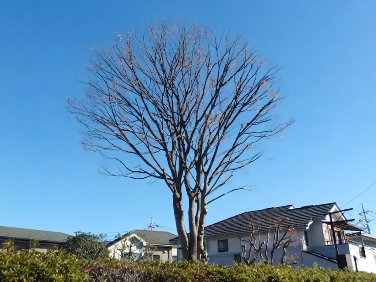 施設まわりの植栽管理