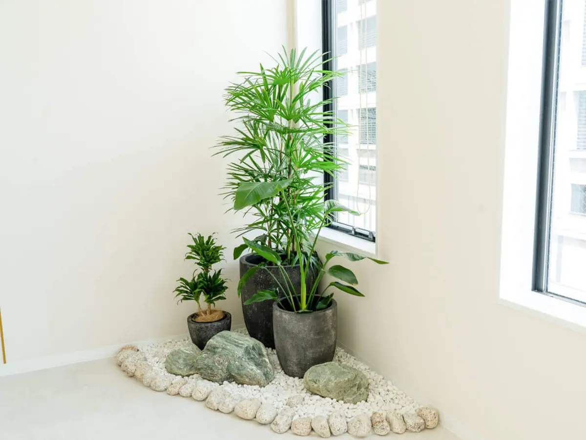 店舗内の観葉植物